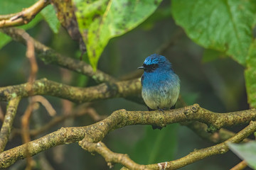 Beautiful blue color bird known as Indigo Flycatcher (Eumyias Indigo) on perch at nature habits in Sabah, Borneo