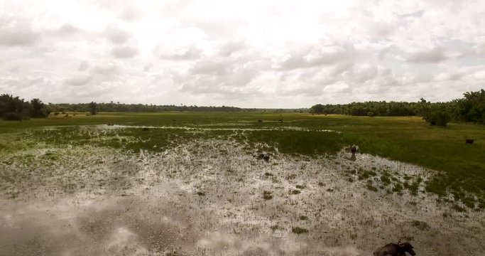 Flying above buffaloes swimming in a pond under the scorching Amazonian sun on Maraj&oacute; Island, Brazil