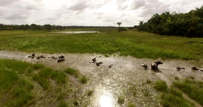 flying over buffaloes swimming in a pond under the scorching Amazonian sun on Maraj&oacute; Island, Brazil