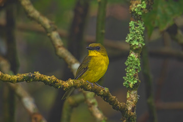 Nature wildlife bird Bornean whistler (Pachycephala hypoxantha), or Bornean mountain whistler perch on branch