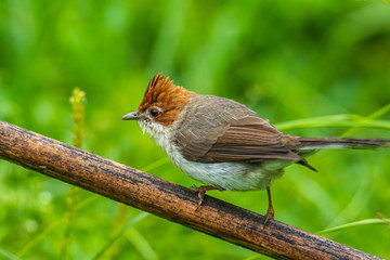 Nature wildlife endemic bird of borneo Chestnut Crested Yuhina on perch at Sabah, Borneo