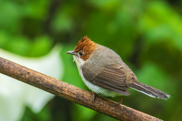 Nature wildlife endemic bird of borneo Chestnut Crested Yuhina on perch at Sabah, Borneo
