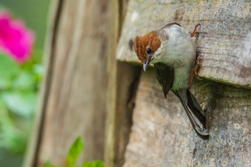 Nature wildlife endemic bird of borneo Chestnut Crested Yuhina on perch at Sabah, Borneo