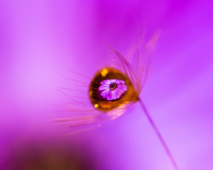 dandelion seed water droplet macro flower reflection