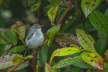 Nature wildlife bird species of Little Pied Flycatcher on perch found in Borneo, Sabah,Malaysia.