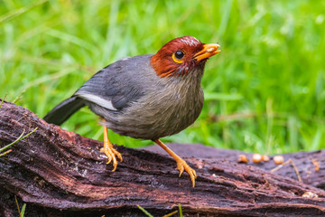 Nature wildlife image bird of a Chestnut-hooded laughingthrush on perch at nature habits in Sabah, Borneo