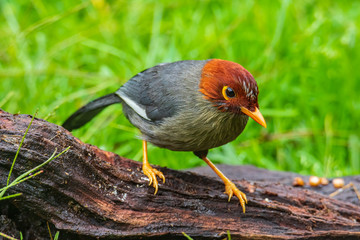 Nature wildlife image bird of a Chestnut-hooded laughingthrush on perch at nature habits in Sabah, Borneo