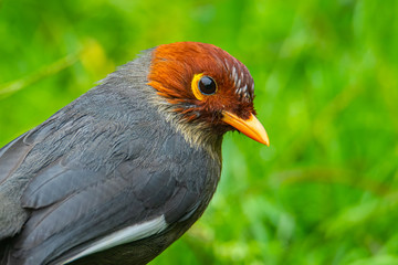 Nature wildlife image bird of a Chestnut-hooded laughingthrush on perch at nature habits in Sabah, Borneo