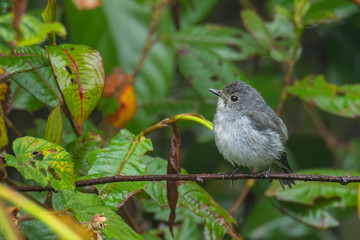 Nature wildlife bird species of Little Pied Flycatcher on perch found in Borneo, Sabah,Malaysia.