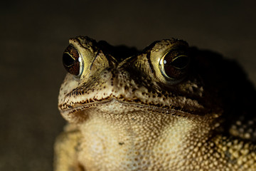 close up of a frog