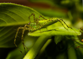 green spider on leaf
