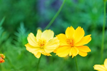 Obraz premium yellow flowers in the garden