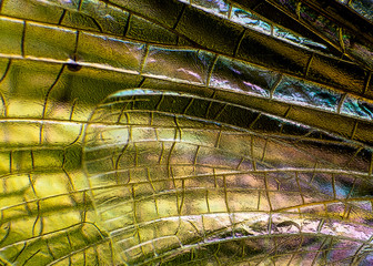 macro wings abstract glass