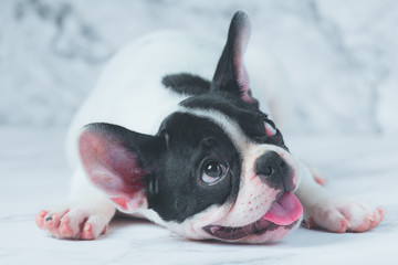 French Bulldog Dog Breeds White Polka Dot Black On Marble Background.
