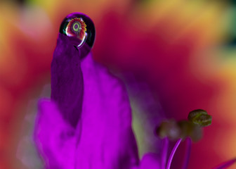 purple flower with water drops