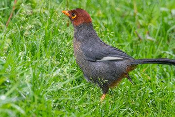Nature wildlife image bird of a Chestnut-hooded laughingthrush on perch at nature habits in Sabah,...