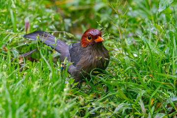 Nature wildlife image bird of a Chestnut-hooded laughingthrush on perch at nature habits in Sabah, Borneo