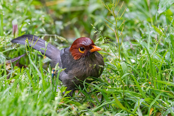 Nature wildlife image bird of a Chestnut-hooded laughingthrush on perch at nature habits in Sabah, Borneo