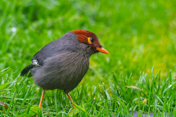 Nature wildlife image bird of a Chestnut-hooded laughingthrush on perch at nature habits in Sabah, Borneo