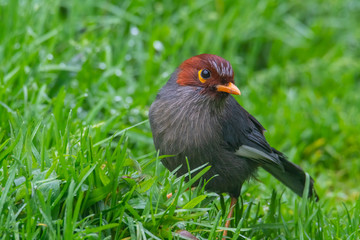Nature wildlife image bird of a Chestnut-hooded laughingthrush on perch at nature habits in Sabah, Borneo