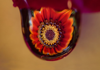 reflection water drop flower