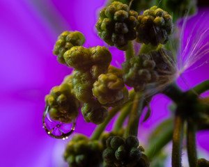 water drop flower macro