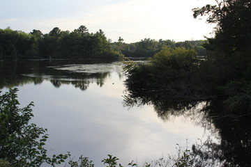 reflection of trees in the water