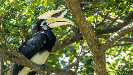 Oriental pied hornbill(Anthracoceros albirostris) stair at us on the branch in nature © alenthien