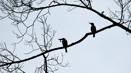 silhouette Nature wildlife bird Collared Kingfisher on tree branch