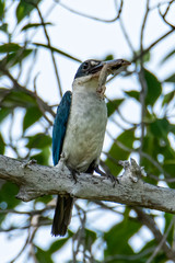 Nature wildlife bird Collared Kingfisher on tree branch