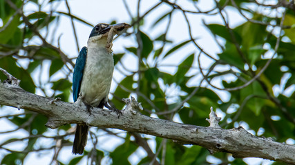 Nature wildlife bird Collared Kingfisher on tree branch