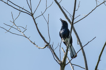 Nature wildlife bird standing on tree branch