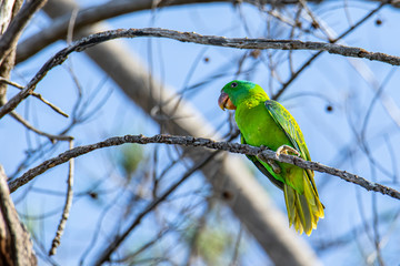 Nature wildlife bird of The blue-naped parrot also the blue-crowned green parrot in Nature habits