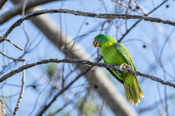 Nature wildlife bird of The blue-naped parrot also the blue-crowned green parrot in Nature habits