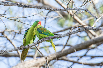 Nature wildlife bird of The blue-naped parrot also the blue-crowned green parrot in Nature habits