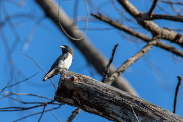 Nature wildlife bird standing on tree branch