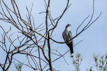 Green Imperial Pigeon (Ducula aenea) perched on a branch in nature habitats