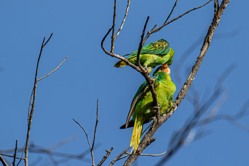 Nature wildlife bird of The blue-naped parrot also the blue-crowned green parrot in Nature habits