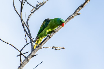 Nature wildlife bird of The blue-naped parrot also the blue-crowned green parrot in Nature habits