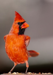 cardinal strutting 