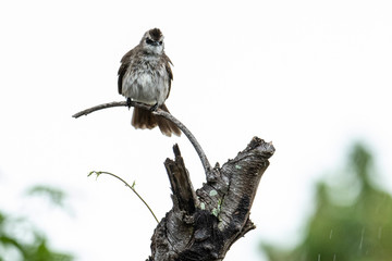 Nature wildlife bird ellow-vented bulbul on perch