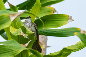 Nature wildlife bird ellow-vented bulbul on perch