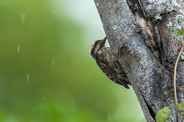 Brown-capped Woodpecker bird on a tree