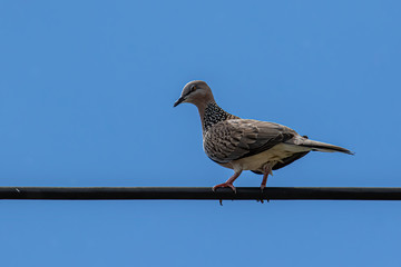 Pigeon dove bird stand on electric wire with clear sky blue background