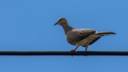 Pigeon dove bird stand on electric wire with clear sky blue background