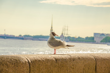 Seagull on a granite parapet on the Bank of the Neva river in St. Petersburg.