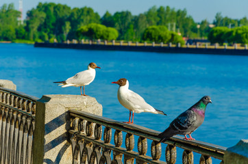 Two seagulls on the parapet of the embankment near the river.