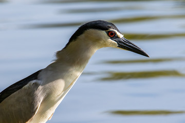 Black-crowned night heron bird in real nature in Sabah, Borneo