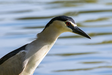 Black-crowned night heron bird in real nature in Sabah, Borneo