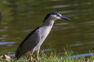 Black-crowned night heron bird in real nature in Sabah, Borneo